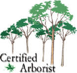 Certified Arborist Ocala Tree