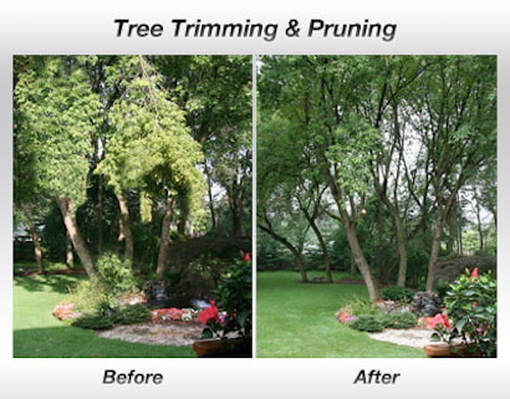 Tree Trimming Before & After Ocala FL