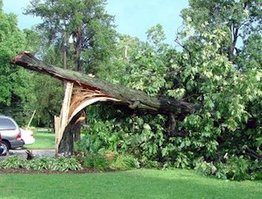 Tree Damage Ocala FL
