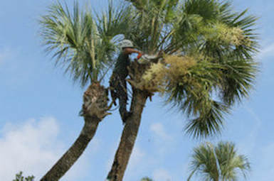 Tree Trimming Palm Tree Ocala FL