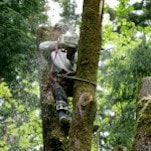 Tree Removal Ocala
