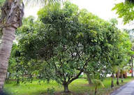 Tree services for Ocala, FL