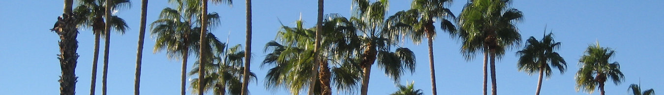 Ocala Tree Service - Palm Trees